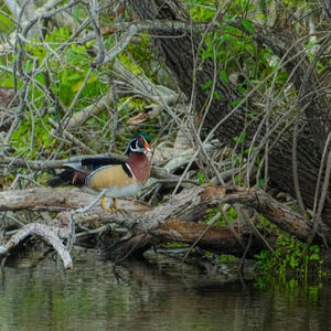 Wood Duck Resting Among Twisted Branches | Digital Download