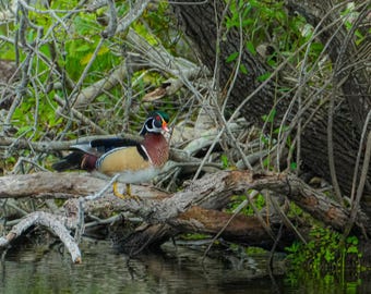 Wood Duck Resting Among Twisted Branches | Digital Download