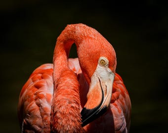 Vibrant Flamingo Elegance / Download digitale