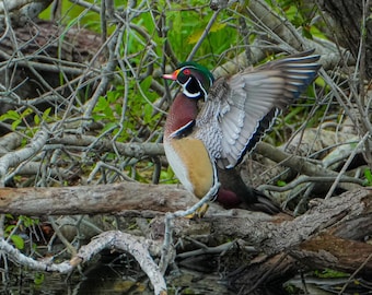 Wood Duck - Wildlife Photography Print | Nature Wall Art | Tranquil Pond Scene | Digital Download
