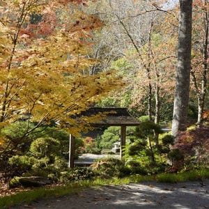 Ruhiger Herbst Blick auf den Japanischen Garten | Digitaler Download