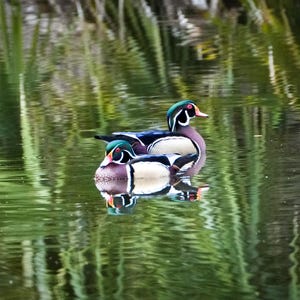 Wood Duck Photography Print: Wildlife Nature Wall Art (Digital Download)