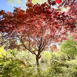 Fächerahorn – Zen Garten Wandbild, Ruhige Natur Fotografie, Japanischer Garten Print | Digitaler Download