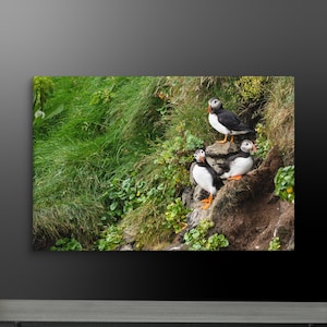 Atlantic Puffins on Cliff – Iceland Puffin Canvas Wall Art – Nature Photography Print – 12x18, 16x24, 20x30, 24x36 – Bird Home Décor