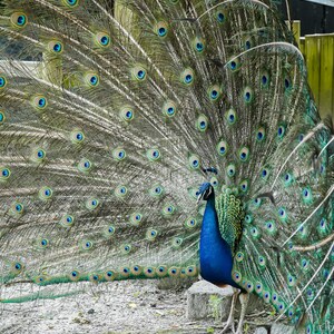 Majestic Peacock Portrait | Digital Download