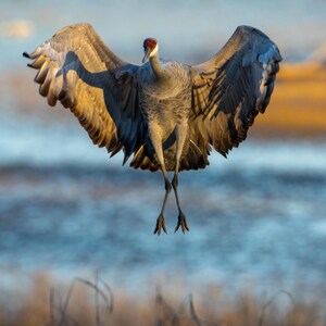 Majestic Sandhill Crane in Flight at Hiwassee Wildlife Refuge | Digital Download