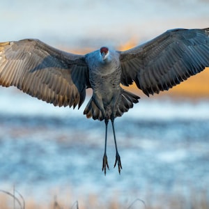 Majestic Sandhill Crane in Flight at Hiwassee Wildlife Refuge