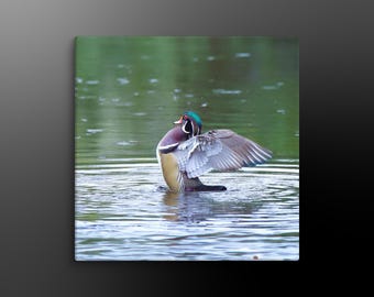 Wood Duck Canvas Print: Wildlife Nature Photography Wall Art
