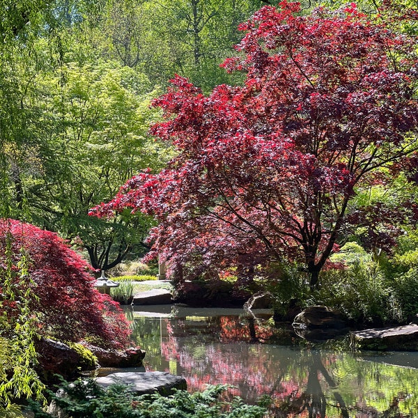 Spring Serenity: Japanese Maple Trees by the Pond