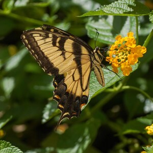 Eastern Tiger Swallowtail Butterfly on Yellow Lantana | Digital Download