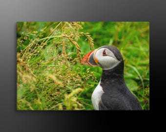 Extra Large Atlantic Puffin Canvas Wall Art – Iceland Wildlife Photography Print | Made to Order