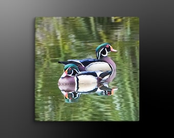 Wood Duck Reflection Canvas Print: Wildlife Nature Wall Art