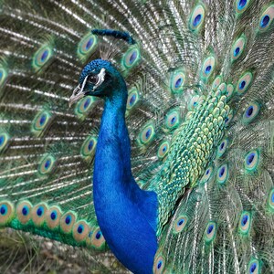 Majestic Peacock Display| Digital Download