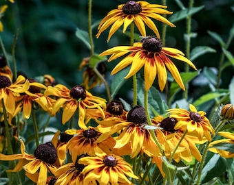 Golden Black-Eyed Susans | Digital Download