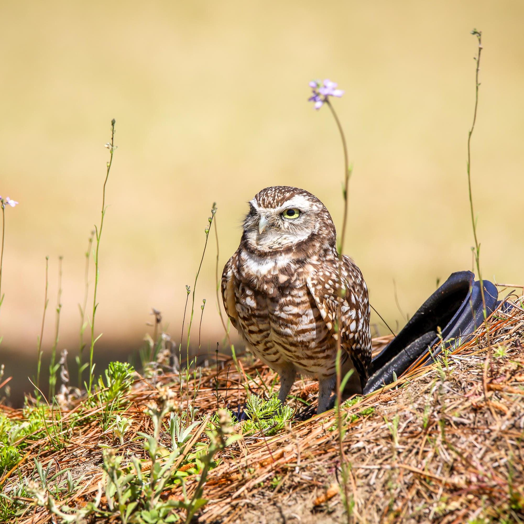 Burrowing Owl Wildlife Photography | Digital Download