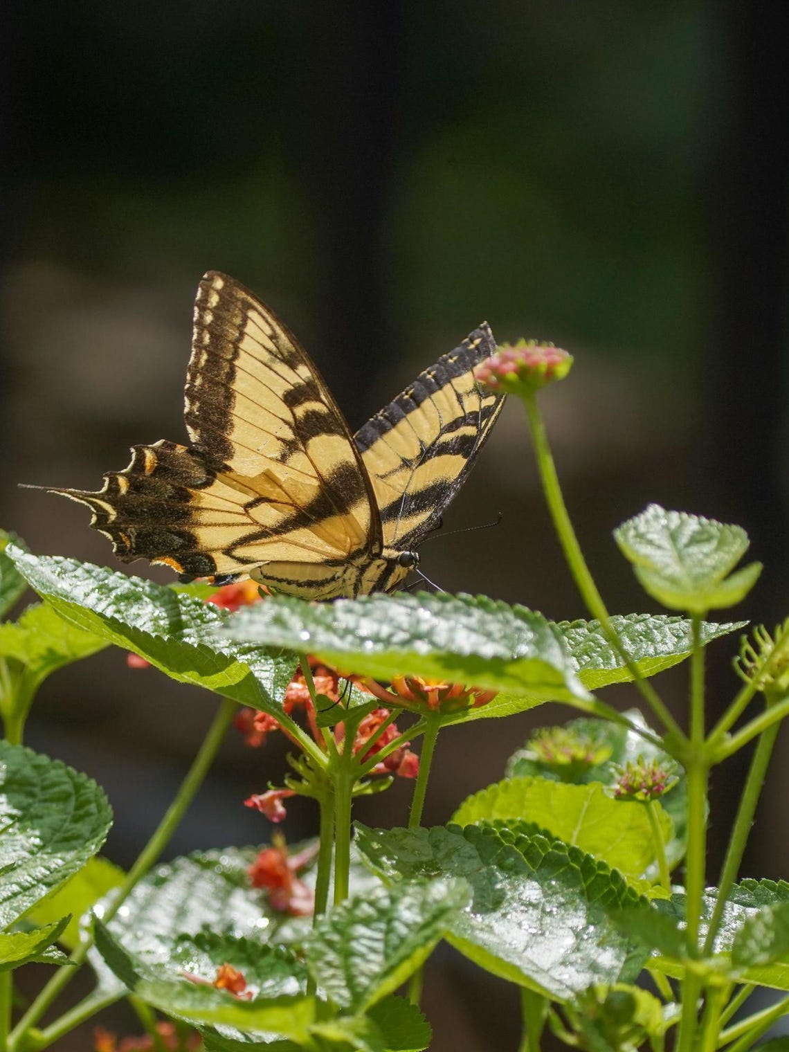 Eastern Tiger Swallowtail Butterfly on Lantana Flowers | Digital ...