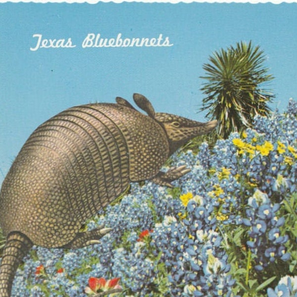 Original Collage Art, Bluebonnet Flower Artwork, Armadillo, Retro Texas Postcard