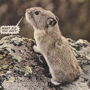 May include: A small, brown pika with white fur on its belly sits on a gray rock. The pika is looking up and has its mouth open. A speech bubble above the pika says 'What did you say?!'.