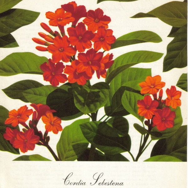 Vintage Botanical Paper Ephemera Red Floral