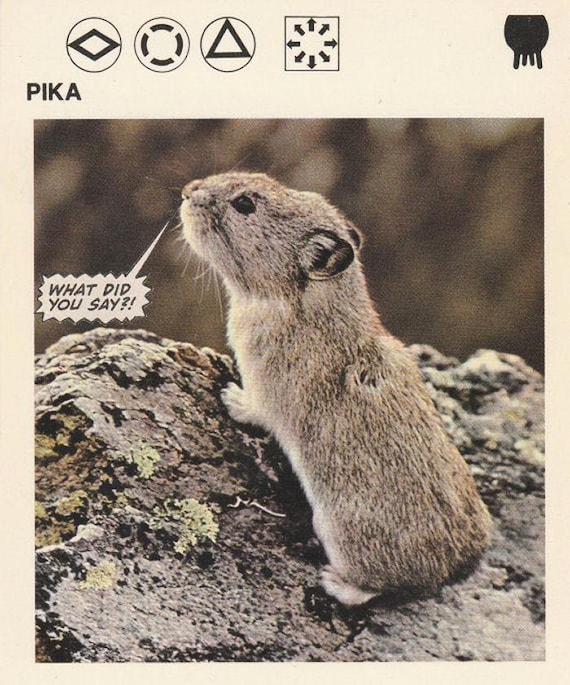 Original Collage Art, Funny Animal, Pika Artwork