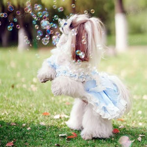 Customizable Pale Blue Lace Tulle Dress for Dogs and Cats, Birthday Dog Dress, Dogs Princess Costume, Summer Pets Clothes Dog Wedding Dress