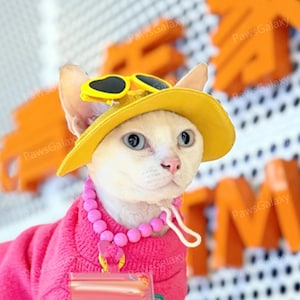 May include: A white cat wearing a yellow hat with sunglasses, a pink sweater, and a pink beaded necklace. The cat has blue eyes and is looking towards the camera. The background has orange letters and the text "PawsGalaxy".