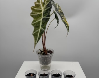 Könnte beinhalten: Eine Alocasia-Pflanze mit großen, pfeilförmigen, dunkelgrünen Blättern mit markanten weißen Adern und rötlichen Stielen, eingetopft in einen transparenten Kunststoffbecher. Vier weitere Kunststoffbecher mit Erde und kleinen Pflanzenknollen stehen davor.