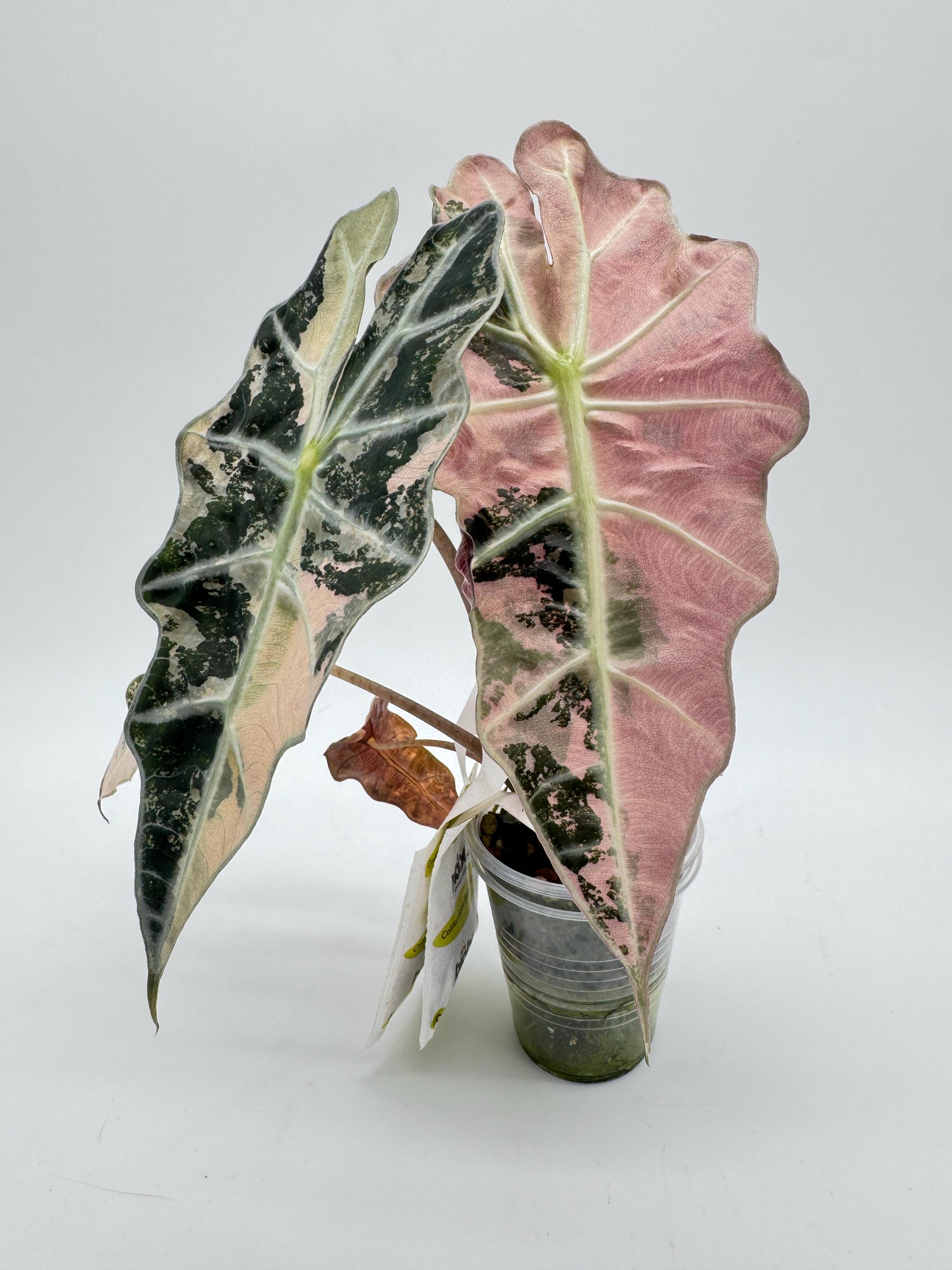 CORM Alocasia Pink Thai Amazonica CORM - Etsy