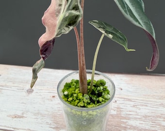 US Seller Alocasia Nobilis Pink Variegated - Etsy