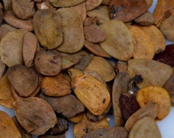 Abere Seeds - Hunteria Umbellata 100g