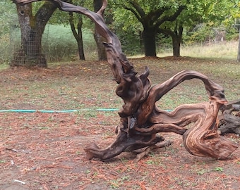 Old Growth Redwood Roots Large