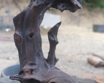 Old Growth Redwood Root- Beautiful