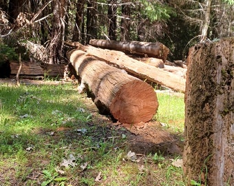Old Growth Redwood Log