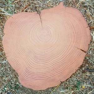 Old Growth Redwood Slices