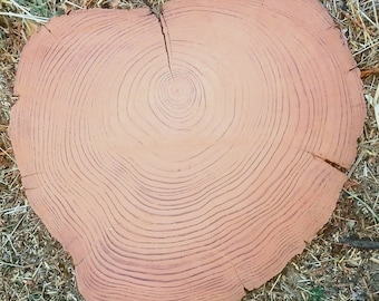 Old Growth Redwood Slices