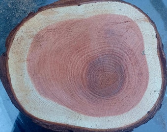 Redwood Slices