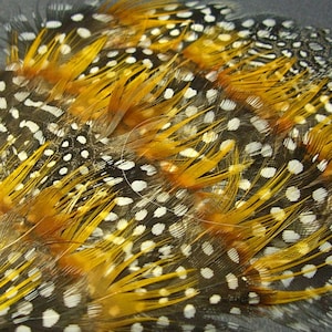 Puede incluir: Un montón de plumas manchadas de blanco y negro con puntas amarillas. Las plumas están dispuestas en forma de abanico.