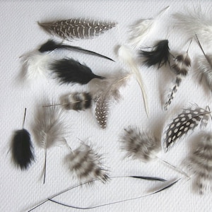 Peut inclure: Assortiment de plumes de différentes tailles et motifs, notamment noires, blanches, grises et mouchetées. Les plumes sont disposées sur une surface blanche.