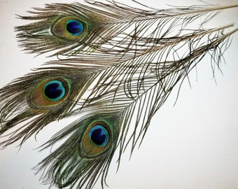 MEDIUM NATURAL PEACOCK Feathers, Medium "Eyes", 10" Total Length, Select Quantities