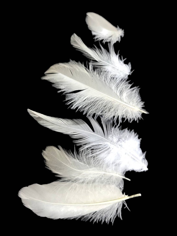 Mixed Small Craft Feathers Children's Craft Supplies