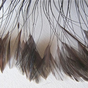May include: A bunch of dark brown feathers with long, thin shafts. The feathers are arranged in a fan shape, with the tips of the feathers pointing downwards.