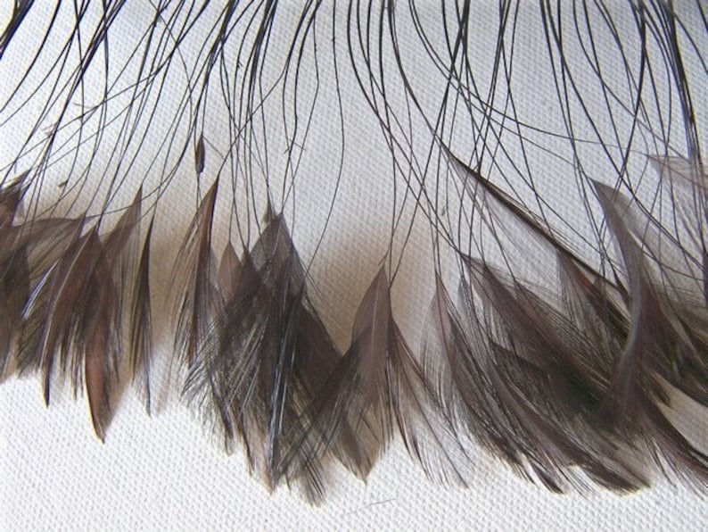 May include: A bunch of dark brown feathers with long, thin shafts. The feathers are arranged in a fan shape, with the tips of the feathers pointing downwards.