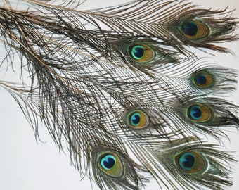 SMALL NATURAL PEACOCK Feathers, Small "Eyes", 10" Total Length, Select Quantiy