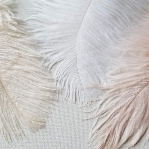 IVORY, WHITE, or CHAMPAGNE Ostrich Feathers, 5 to 8" Long Ostrich Feathers, Select Your Colors, 3 Feathers