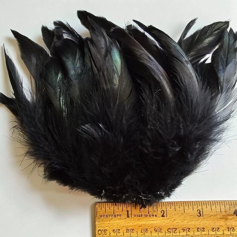 May include: A cluster of black feathers with iridescent green highlights, arranged in a fan shape. A wooden ruler is positioned at the base, showing the width of the feather arrangement is approximately three and a half inches across.