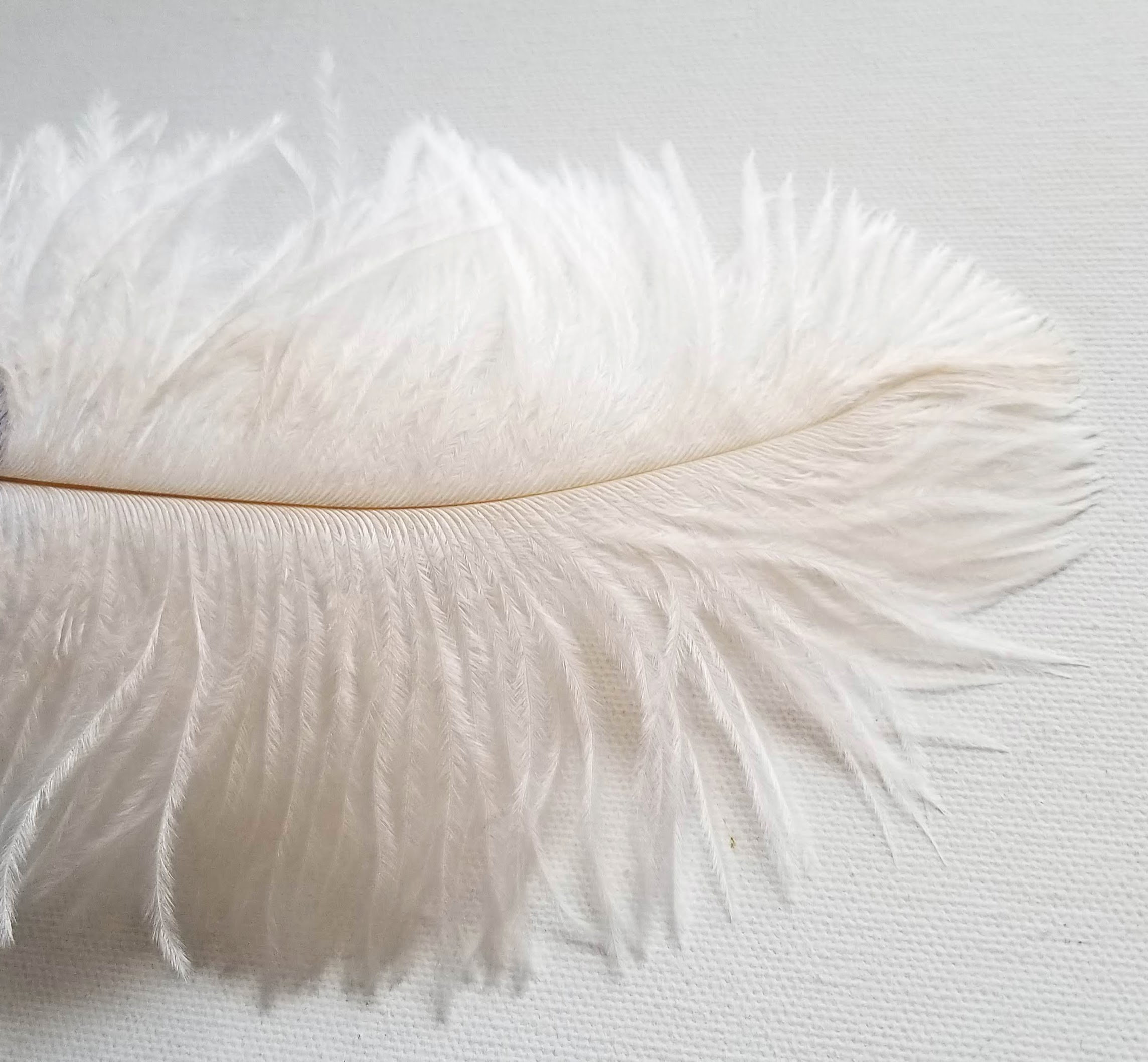 ivory ostrich feathers