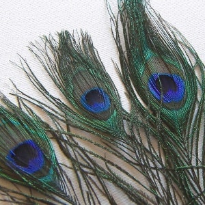 LARGE EYES Natural Peacock Feathers, 10&quot; - 12&quot; Total Length, Select Quantities