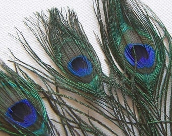 LARGE EYES Natural Peacock Feathers, 10" - 12" Total Length, Select Quantities