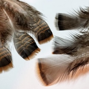 5-6&quot; Natural Wild Turkey Bronze Barred Speckled Tail Feather Quills, 5-6 Inches Long for Smudging, Blessing, Cleansing, Negativity Clearing