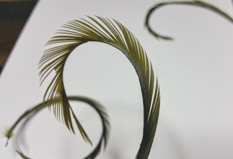 PURE WHITE CURLED Feather Biot Swords Select Your Quantity